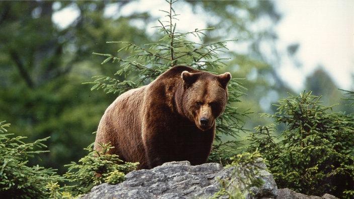 Ein Braunbär steht auf einem Felsen