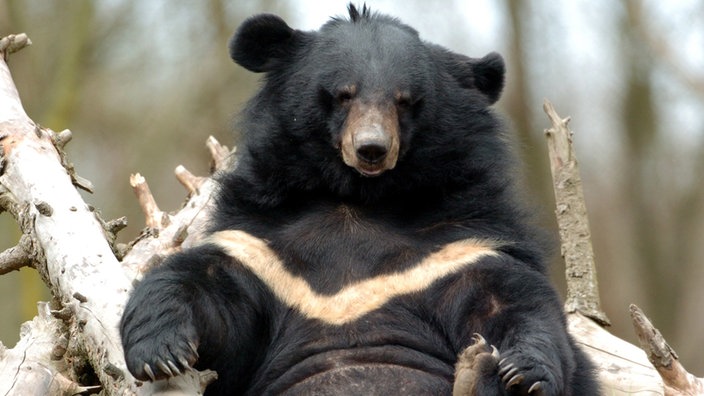 Der Kragenbär liegt gemütlich auf dem Rücken