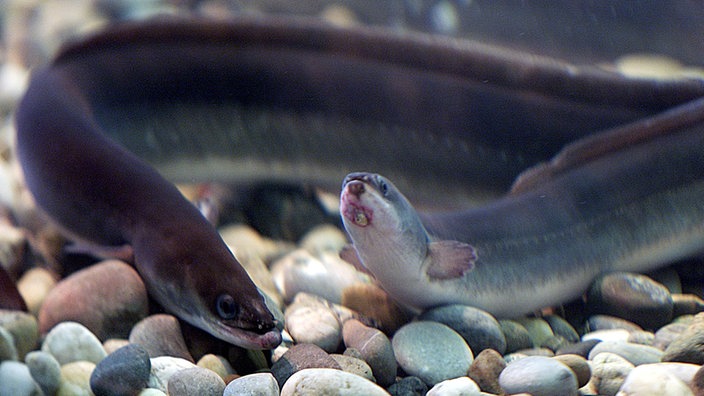 Zwei Aale schwimmen im Wasser.