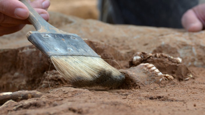 Hand mit Flachpinsel neben einem menschlichen Unterkiefer im Erdreich