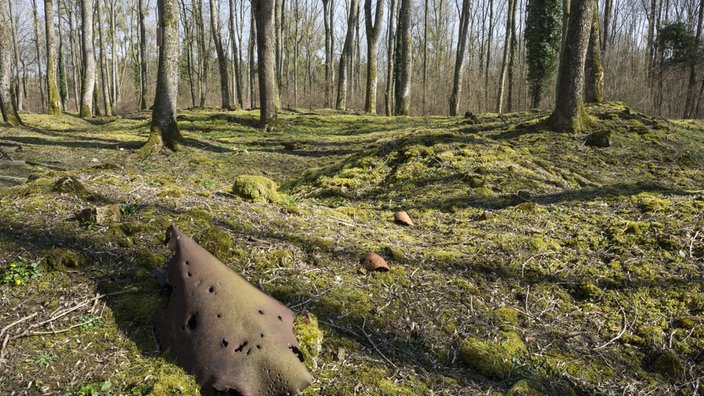 Ein früheres Schlachtfeld, das inzwischen von Moos und Bäumen überwachsen ist