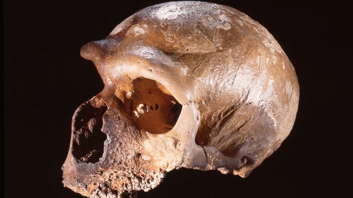 Schädel eines Neandertalers