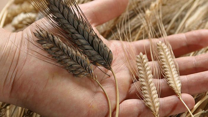 Auf einer Hand liegen links zwei Ähren Emmer und rechts zwei Ähren Einkorn.