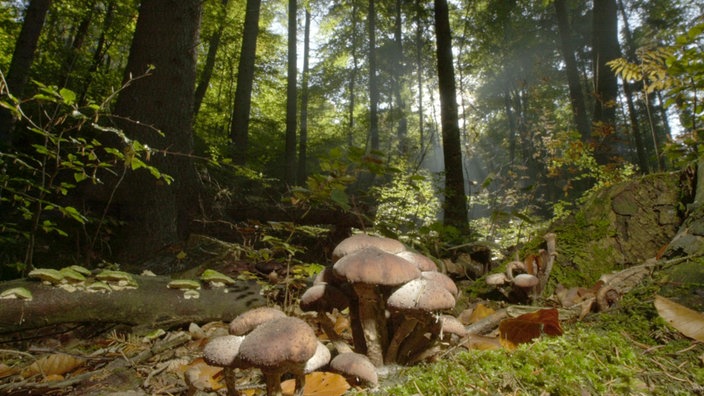 Hallimasch in einem Wald