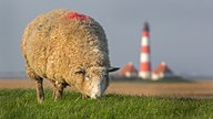 grasendes Schaf auf einer Weide.