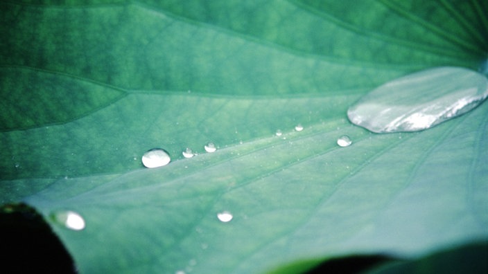 Lotos-Blatt mit Wassertropfen, die abperlen