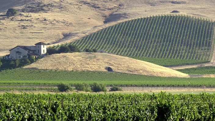 Weinberge in Kalifornien.