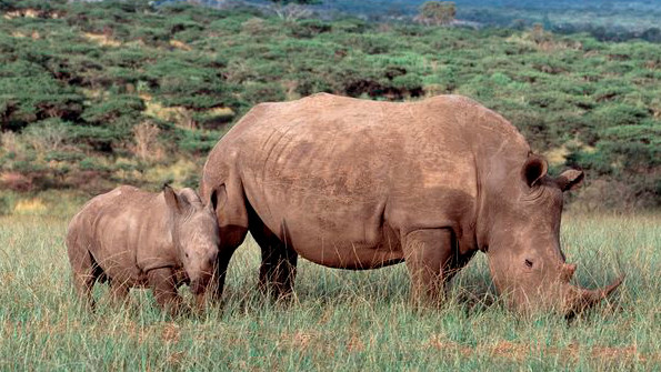 Ein Breitmaulnashorn grast mit seinem Jungen in der Savanne.