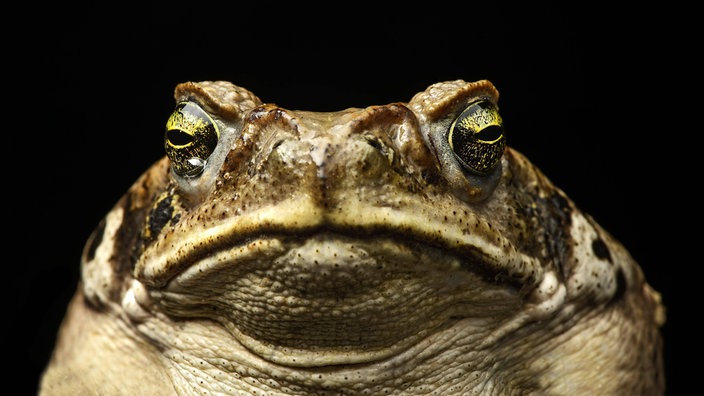 Der Kopf einer Aga-Kröte (Bufo marinus)