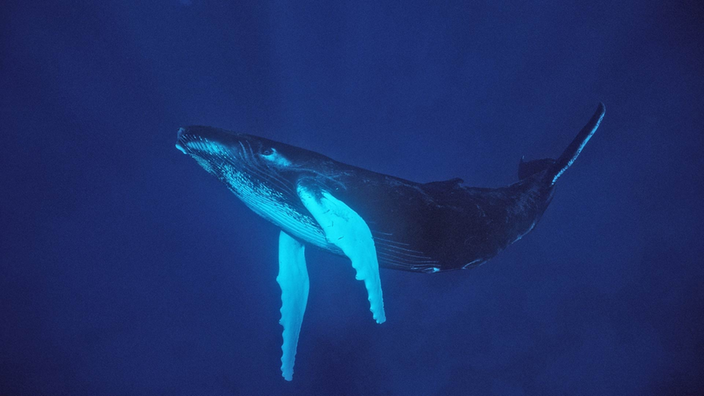 Unterwasseraufnahme eines Walkalbs, das in tiefblauem Wasser taucht.