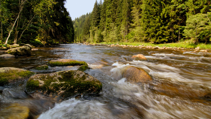 Bach fließt durch Mischwald.