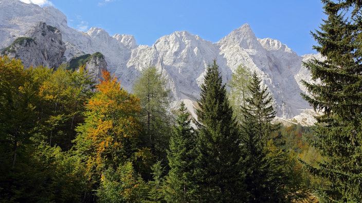 Blick von unten durch Bäume an eine steil nach oben ragende Felswand vor blauem Himmel