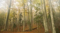 Blick vom Waldboden hinauf Richtung Baumkronen in einem lichtdurchfluteten Wald  