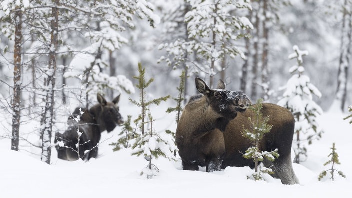 Zwei Elchkühe knabbern im Winter an jungen Trieben