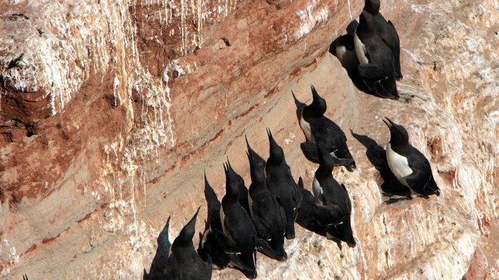 Das Foto zeigt einen Ausschnitt des Felsen, an dem sich rund 15 der so genannten Lummen festkrallen. 