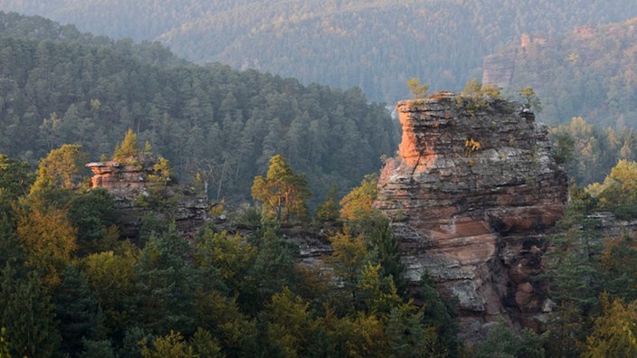 Der Pfälzerwald im Abendlicht