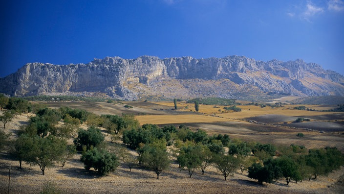 Olivenbäume in Andalusien