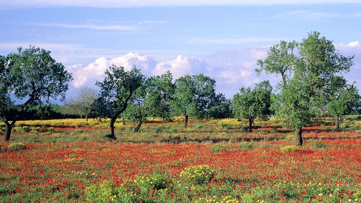 Bäume und Blumen auf einer Wiese.