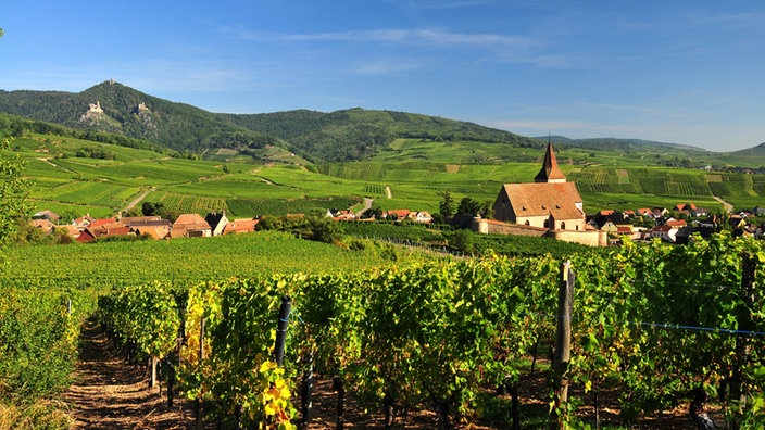 Weinberge um ein Dorf im Elsass