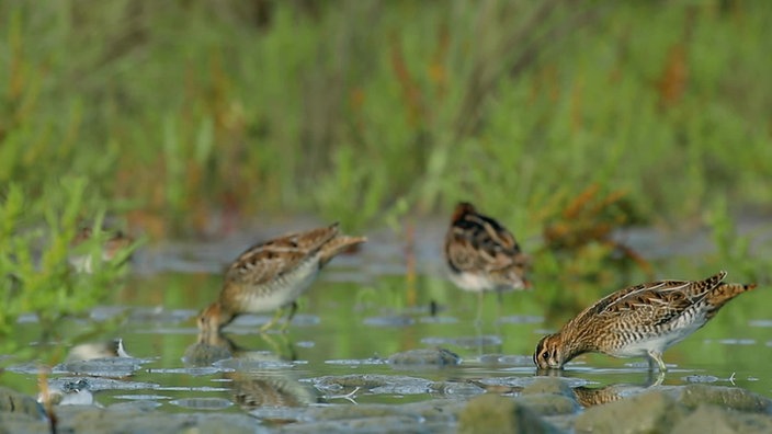 Screenshot aus dem Film "Vogelschutz am Bodensee"