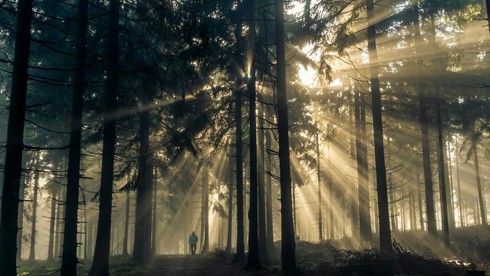 Sonnenstrahlen im Wald