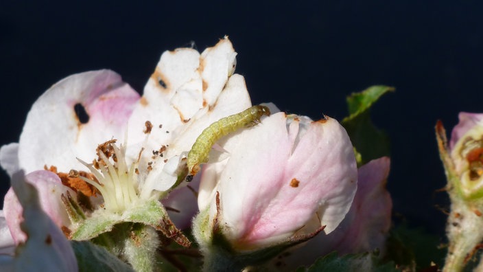 Eine kleine Raupe auf einer Apfelblüte.