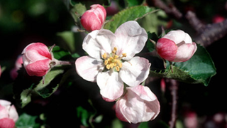 Zweig eines Apfelbaums mit mehreren noch verschlossenen und einer geöffneten Blüte.