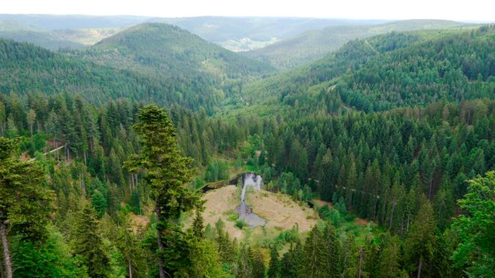 Blick auf den Ellbachsee im Schwarzwald.