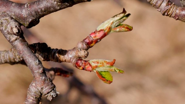 Knospen an einem dünnen Zweig.