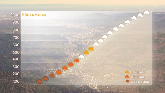 Grafik mit dem Höhenverlauf der Apfelblüte 2017 am 18. April