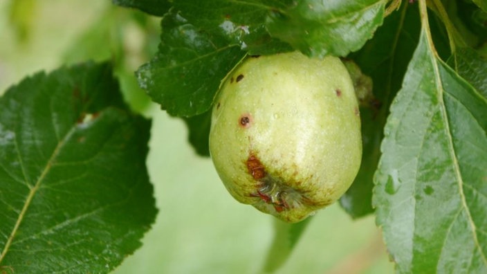 Ein kleiner grüner Apfel hängt an einem Zweig.