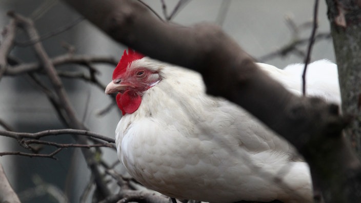 Ein Huhn sitzt auf einem Baum.