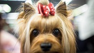 Yorkshire Terrier mit Schleife im Haar.