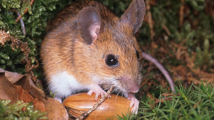 Eine Gelbhalsmaus oder Große Waldmaus (Apodemus flavicollis) hat eine Eichel vor sich liegen.