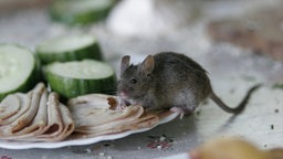 Eine Hausmaus (Mus musculus) frisst eine Wurst von einem Teller.