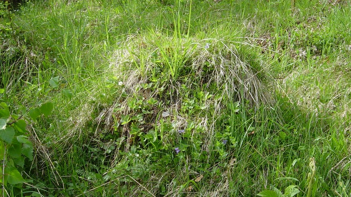 Nest der Gelben Wiesenameise