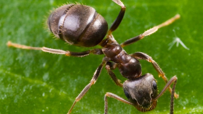 Eine Schwarze Wegameise (Lasius niger) auf einem Blatt.