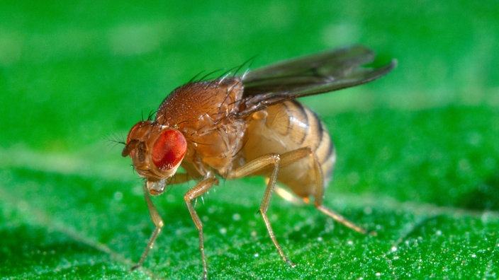 Eine Essigfliege mit roten Augen sitzt auf einem grünen Blatt