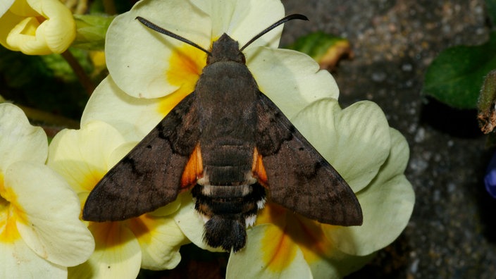 Taubenschwänzchen