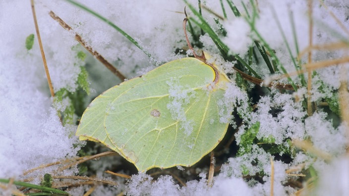 Zitronenfalter im Schnee