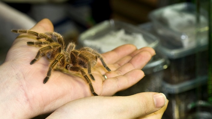 Rote-Chile-Vogelspinne auf der Hand einer jungen Frau  