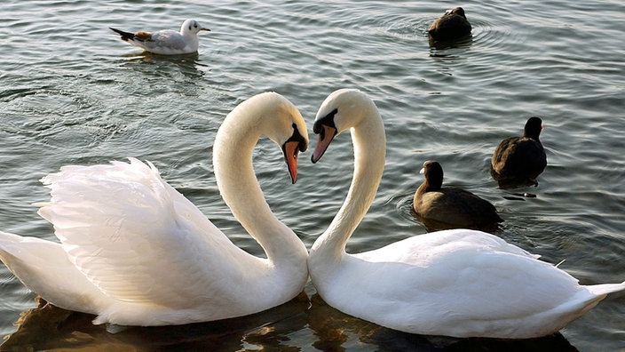 Zwei Schwäne auf dem Genfer See formen mit ihren Hälsen ein Herz.