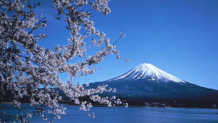 Aus einem rosa Blütenmeer ragt der schneebedeckte Gipfel des Fujiyama