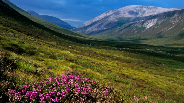 Heidelandschaft in Schottland