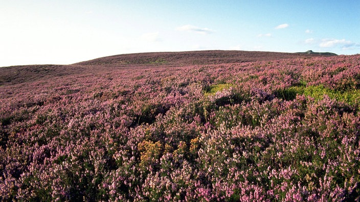 Blühende Heidelanschaft in Wales