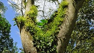 Zahlreiche Epiphyten wachsen in der Gabelung eines Baumes am Rio Frio in Costa Rica.