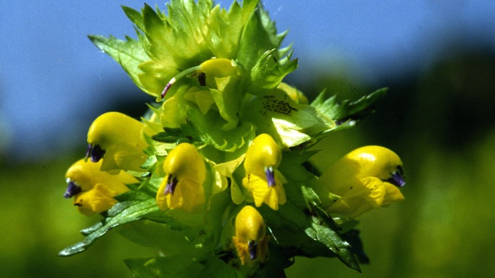 Blüte des großen Klappertopfs