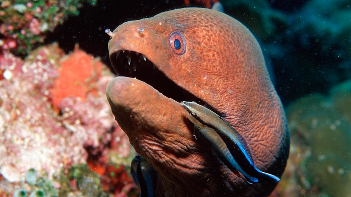 Ein Putzerfisch durchschwimmt das geöffnete Maul einer Muräne.