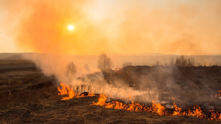 Ein Waldbrand