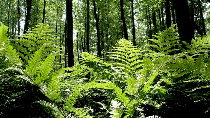 Farn groß im Vordergrund, Bäume im Hintergrund